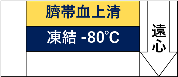 -臍帯血上清-凍結-80℃--遠心